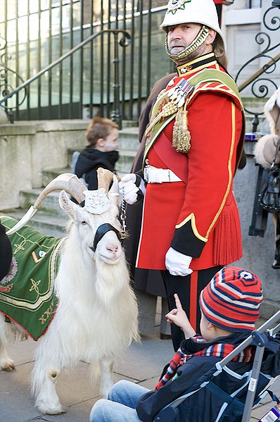 Military goat