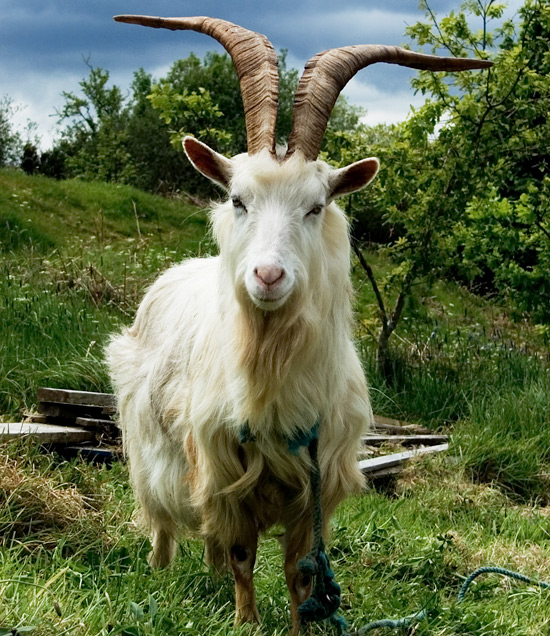 goat